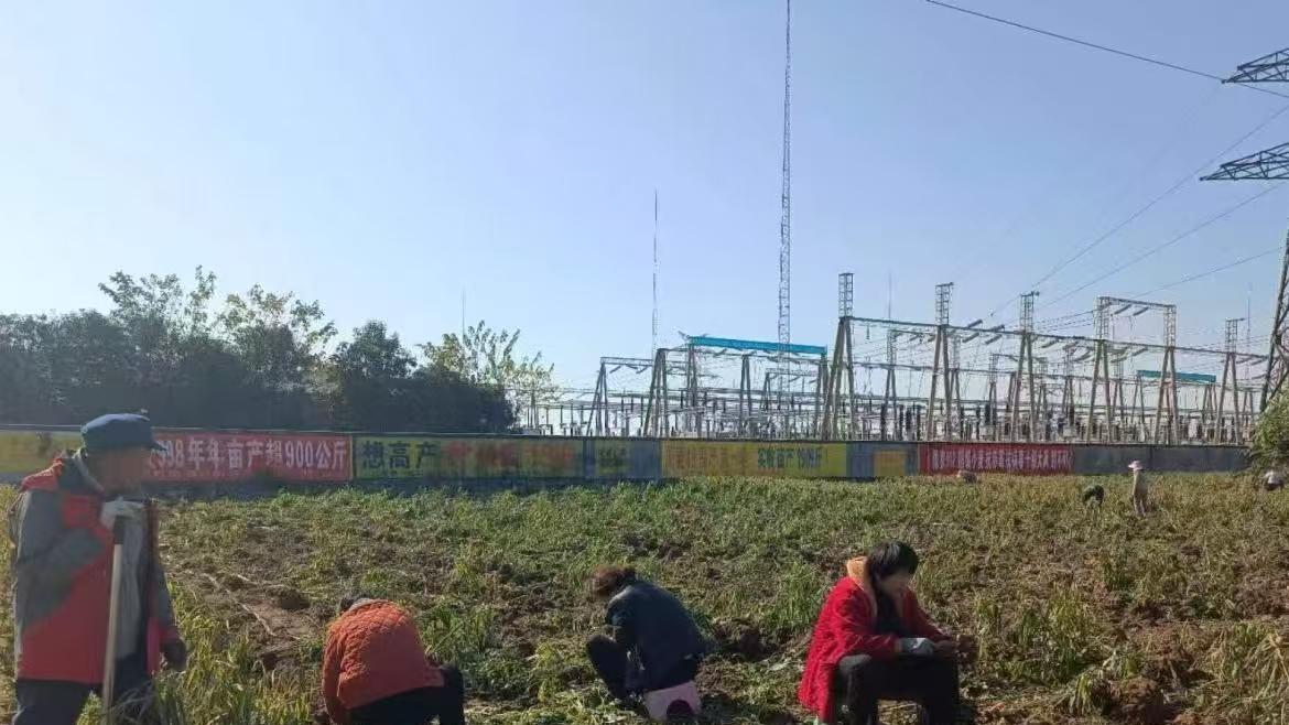 汝南县三门闸街道：特色蔬菜产销两旺 产业发展助农增收