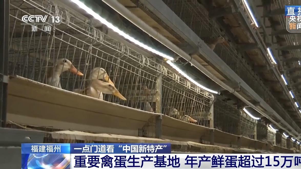 中国鸡蛋稳价背后的科技力量