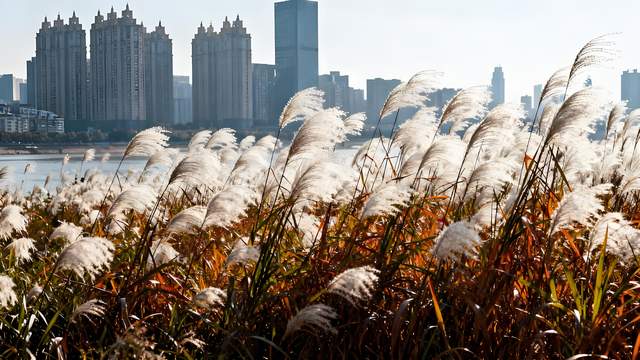 枫染东湖金菊绽，江天秋水共天长 —— 武汉清秋漫游志