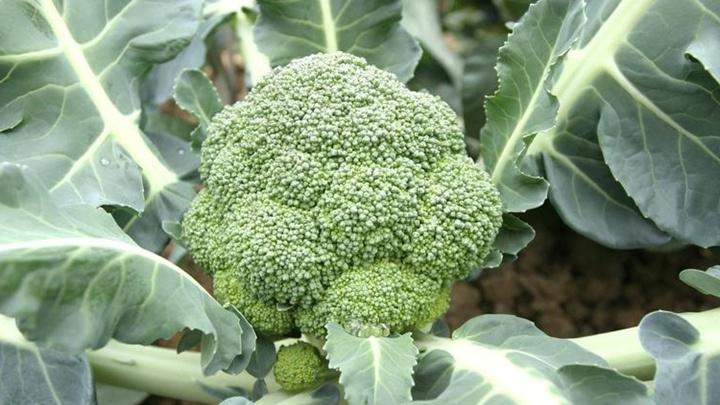 矿区土壤重金属治理技术，客土置换操作流程，西兰花真空脱氧储存方法