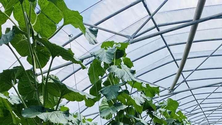 骨粉施用补磷钾，青海海东哈密瓜，负压渗灌自适应，预冷处理抑呼吸