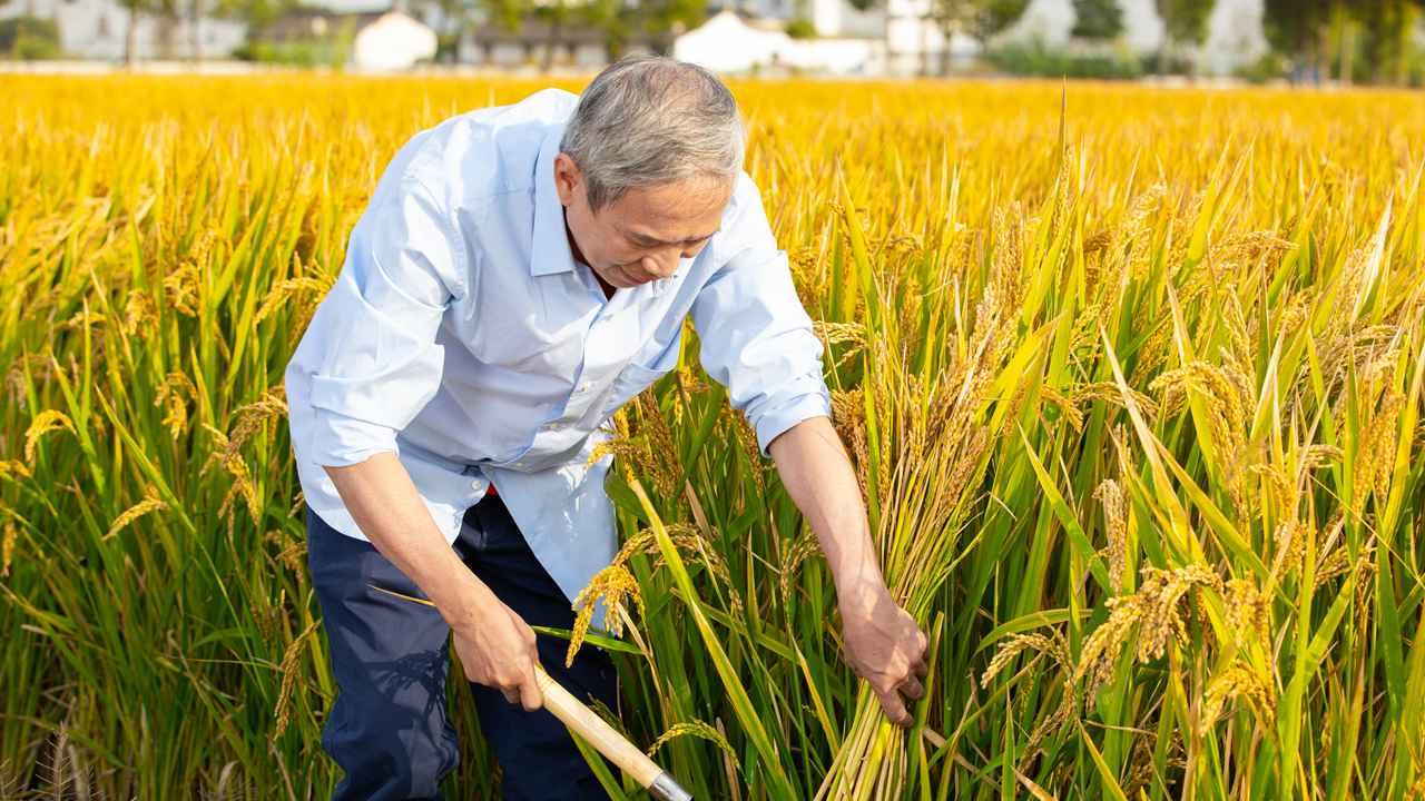 豌豆与蚕豆混播，提高作物共生能力，提升农田产量
