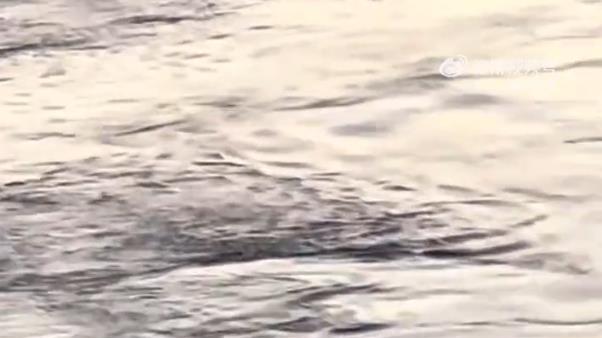 韩国汉江现巨大不明物体游动