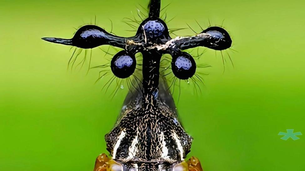 昆虫世界的 怪物：致命黄蜂与奇妙生物的生存法则