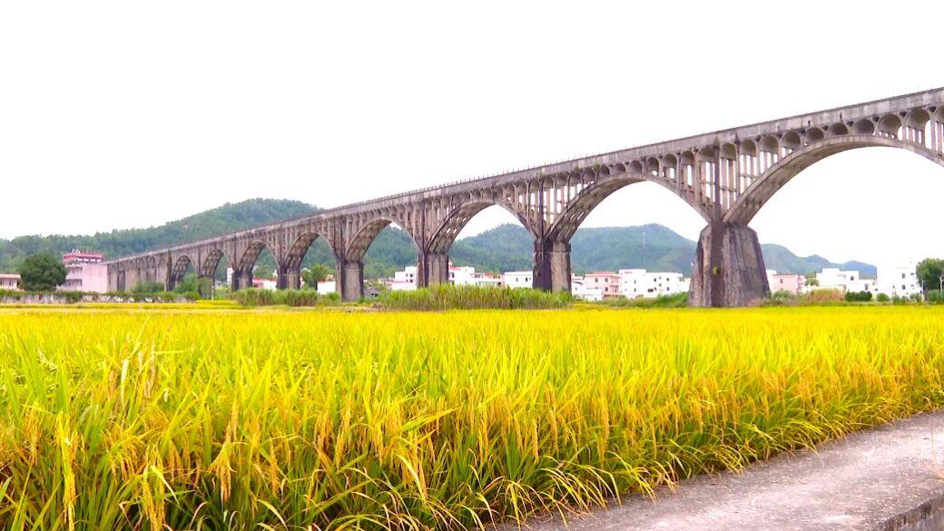 又是一年好“丰”景！罗定26万亩晚稻进入集中收割期