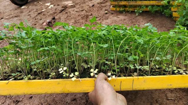 当归什么时候播种？掌握这5大要点，让你也能满载而归