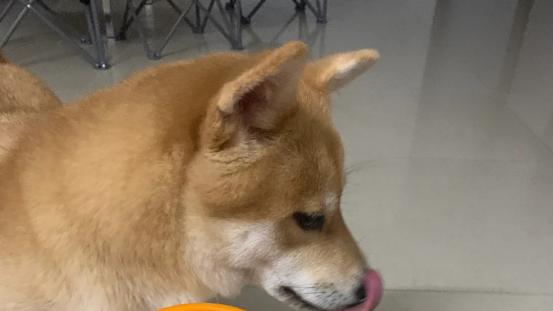 泰迪不吃狗粮怎么办？平价质量口碑较好的狗粮