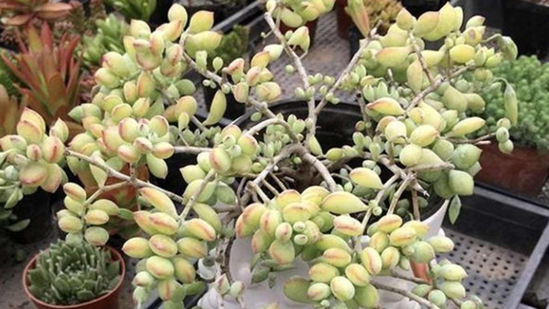 蒂亚化学诱变，安全防护规程，科技馆特展案例，突变体筛选标准