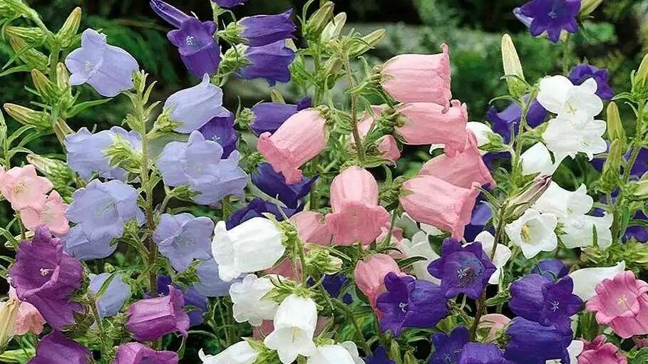 风铃草为啥叫“星期花”，它真的有那么难养吗？