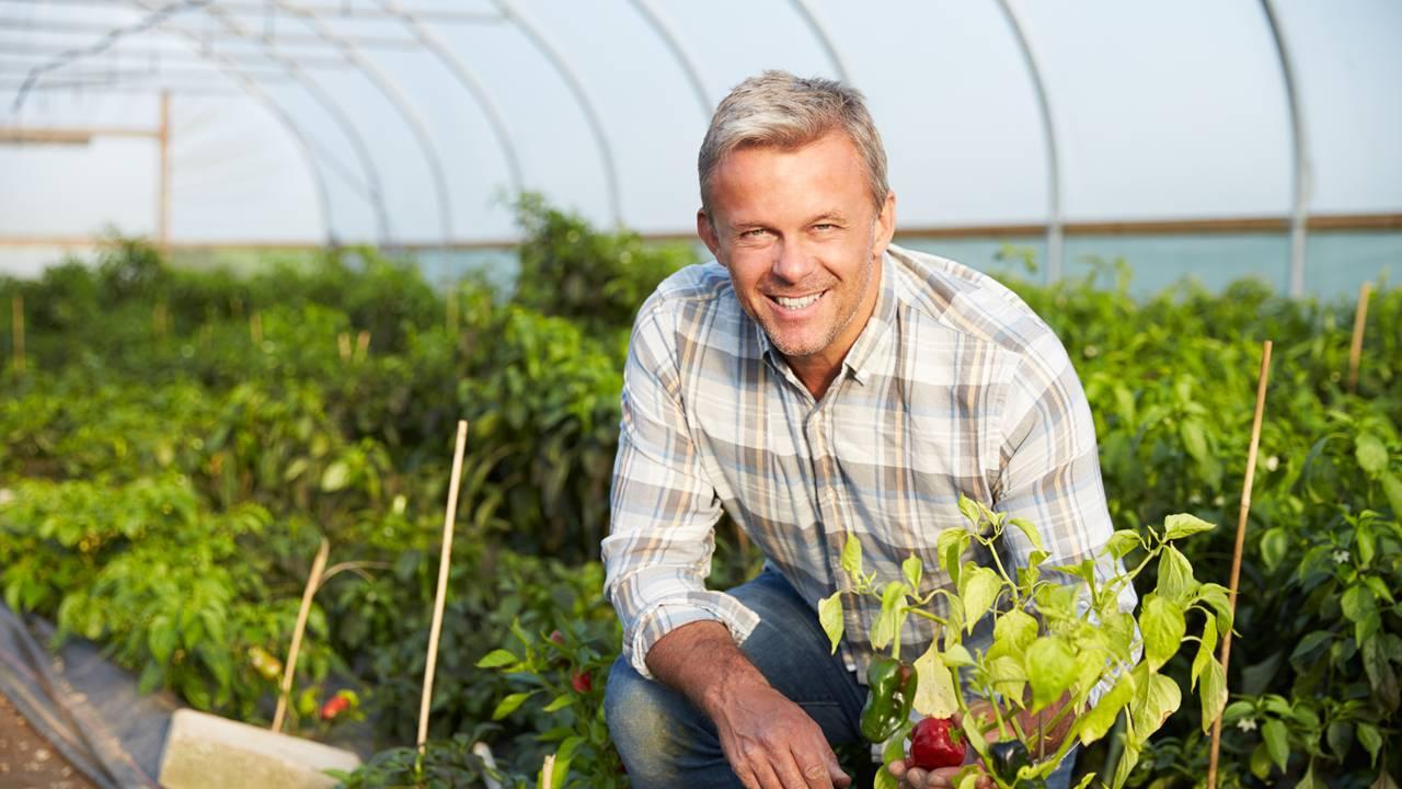 韭菜反季节种植，错峰上市效益高，家常菜新商机