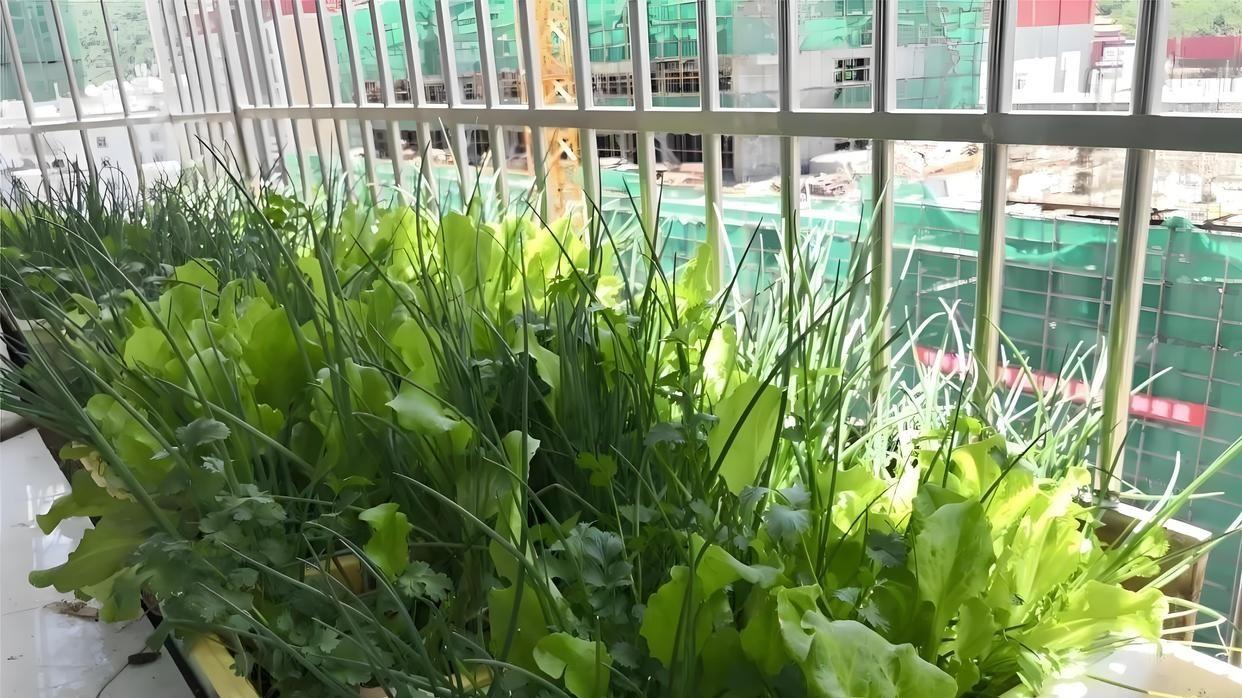 阳台变菜园！哪些蔬菜适合种？需要哪些条件？