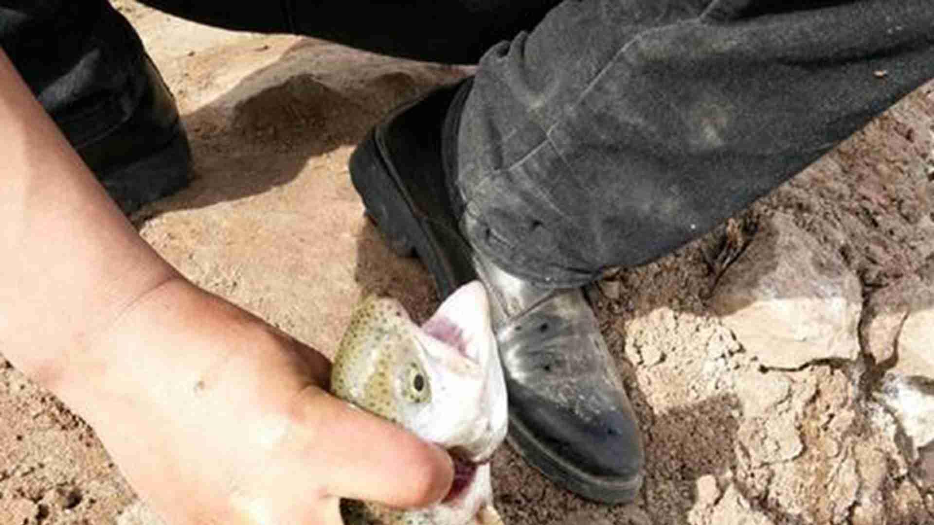 分级暂养技术，二十五天对比，山区实践，虹鳟鱼规格统一