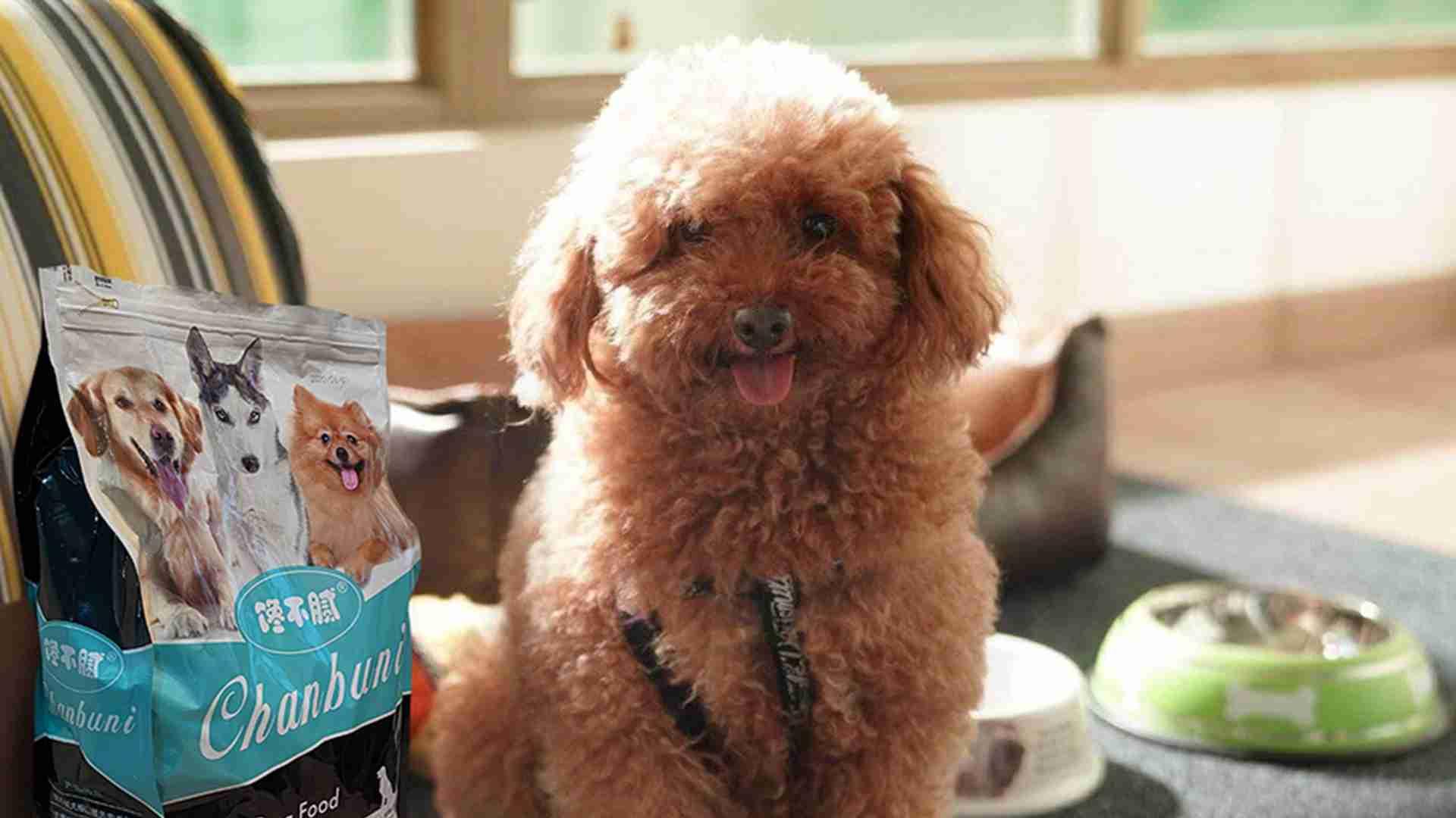 笼内氧气浓度仪，高原低氧环境，贵宾犬养护，需要注意什么