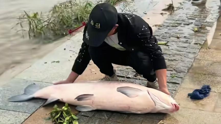 幸亏没卖掉它！湖北男子钓上60斤大青鱼，有人出价1000被当场拒绝