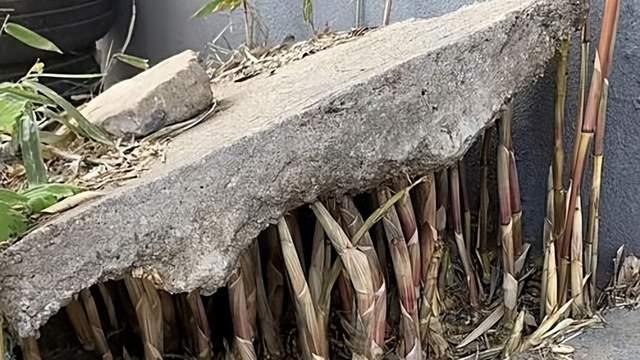 竹子在中国到处都有，为何美国却禁止种植？原来它这么可怕！