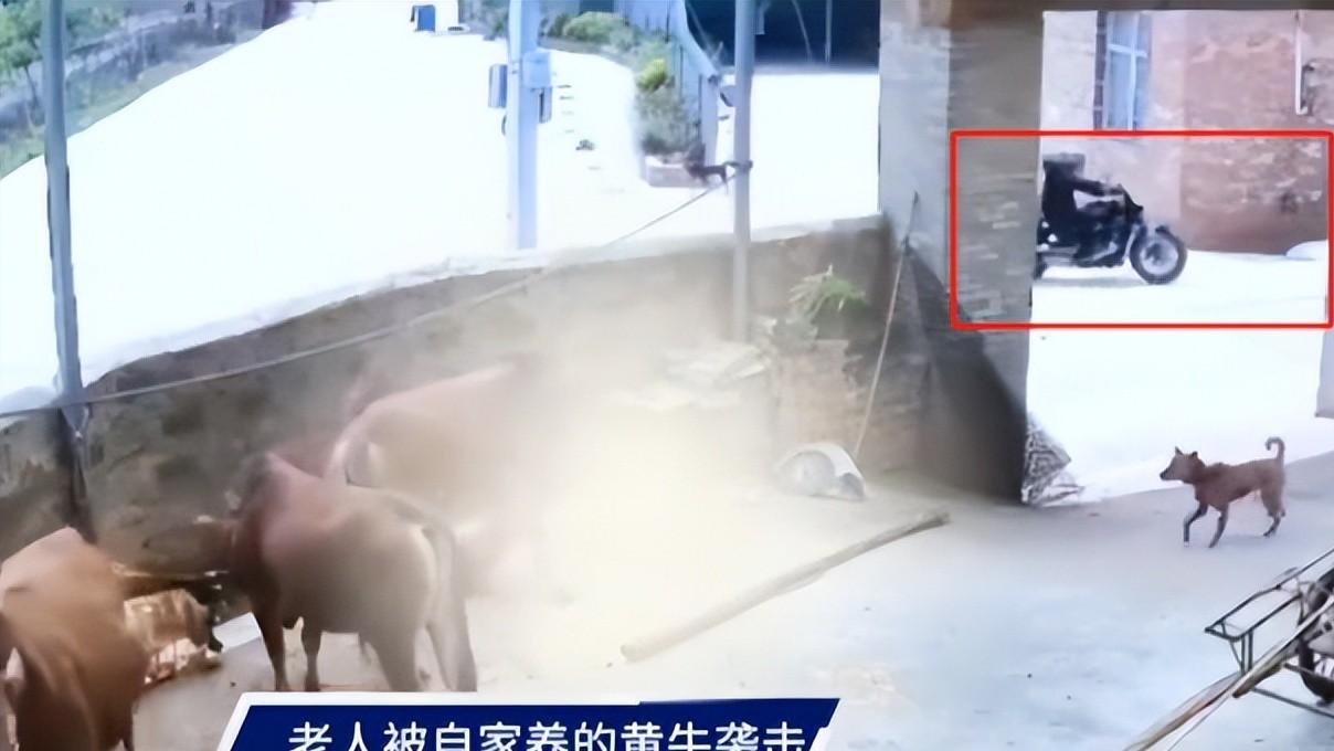云南乡村惨剧：一头黄牛，一条生命，谁来守护农村安全？