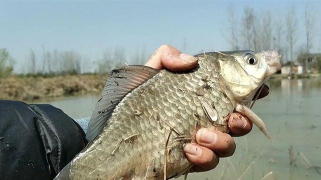 寒冬阶段野钓鲫鱼，应该用这种钓法了，天气再冷渔获也有保证