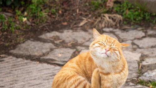 猫咪总挠耳朵甩头？细菌还是真菌耳炎，教你正确护理