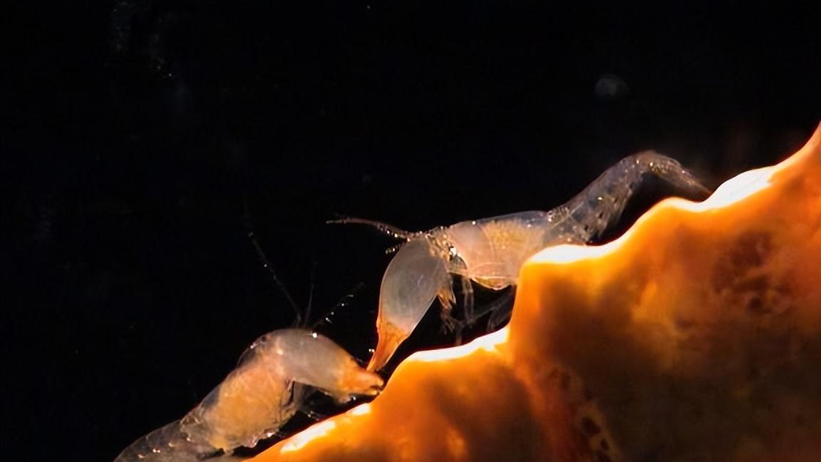 这类奇怪的大虾，有着白蚁、蚂蚁一样的社会结构，是已知水中唯一