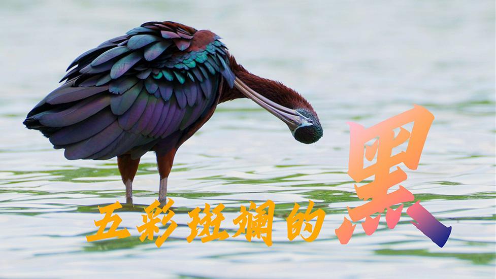 现实是五彩斑斓的黑