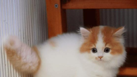 IAM和霍尼韦尔猫用空气净化器怎么选？养猫家庭，测评告诉你