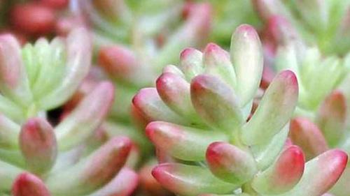 静夜扦插繁殖要点, 7天愈伤药膏应用, 高层阳台防风措施, 夜间开花香气调节