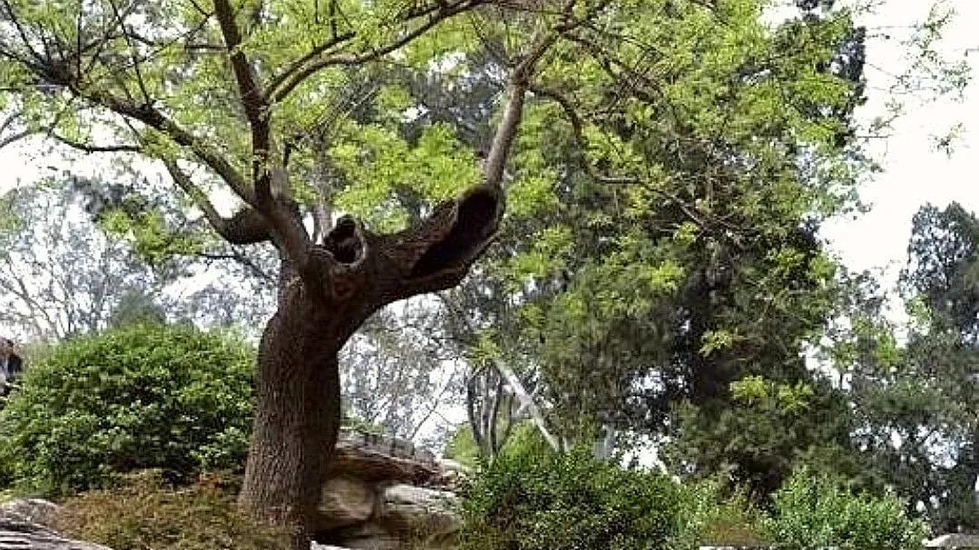 从百万皇族到十万阉党：大明如何用特权养出亡国蛀虫？