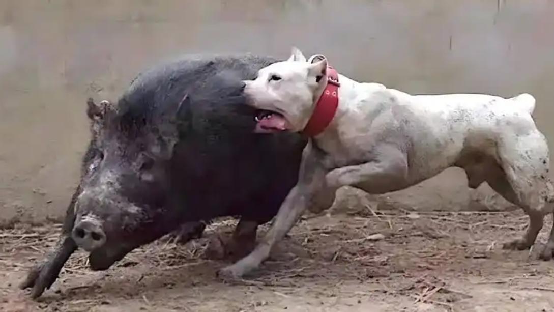 野猪要上天了，26省沦陷总数突破200万！为啥高薪悬赏也没人抓？