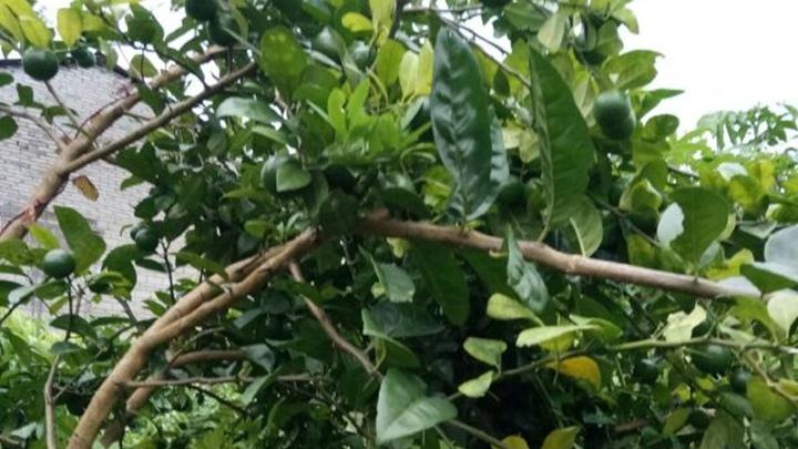 盆栽青柠昼夜温差调控，7天温差模拟实验，氮气储存效果对比分析