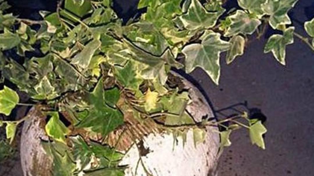 常春藤吸附噪音，高速公路隔音，叶片密度实测，减震层设计