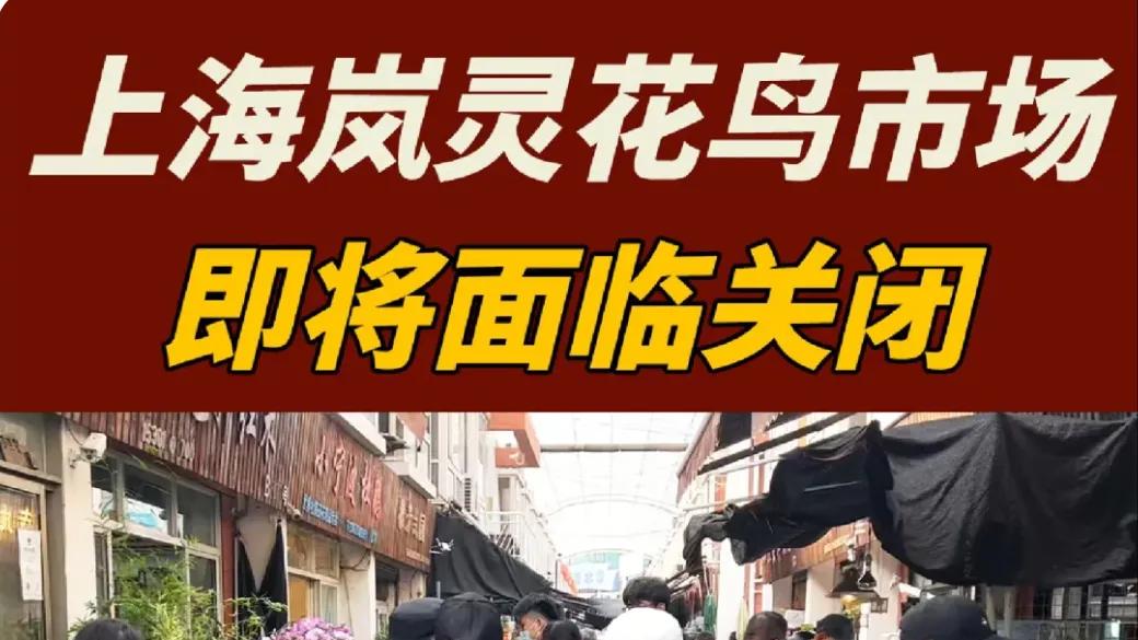 给上海留下这个花鸟市场吧
