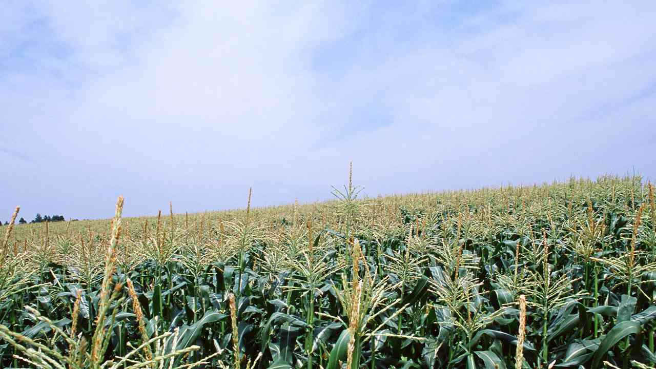 细雨滋润，豌豆苗茁壮成长，静待丰收时刻