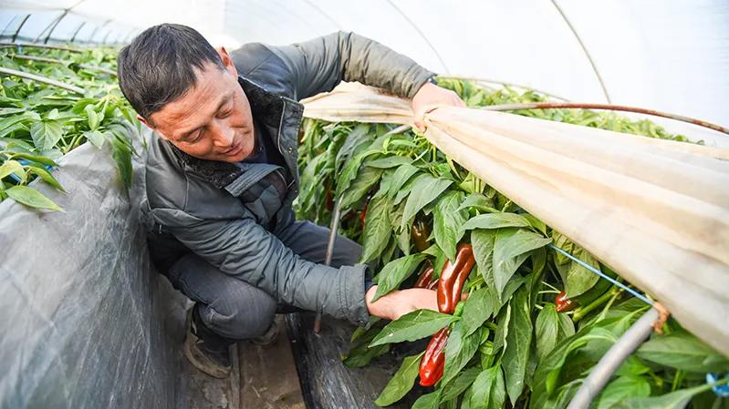 阜阳阜南：一串辣椒红火一片热土