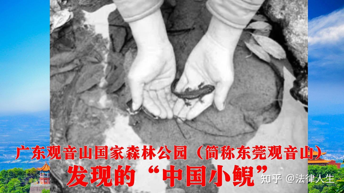 广东观音山国家森林公园，生态保护成效显著--近年频现中华穿山甲、中国小鲵、赤狐等珍稀野生动物