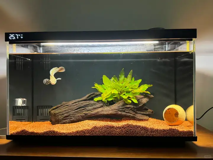 别让生命教育只在书本上，带孩子养鱼选当贝鱼缸，近距离观察生命周期