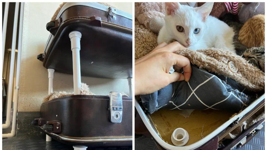 “闲置的行李箱”太占空间？看完网友的妙用后，发现全是脑洞啊