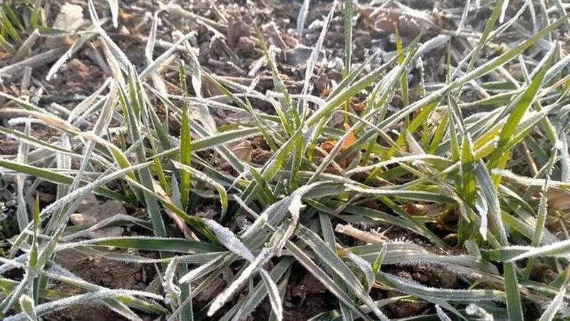 倒春寒与连阴雨来袭，河南小麦种植面临挑战，农户需做好应对措施