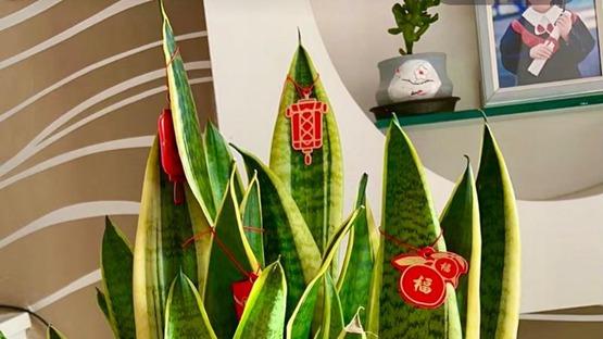 虎尾兰这样养，一个月不浇水，也能长势好，发芽多，长到爆盆