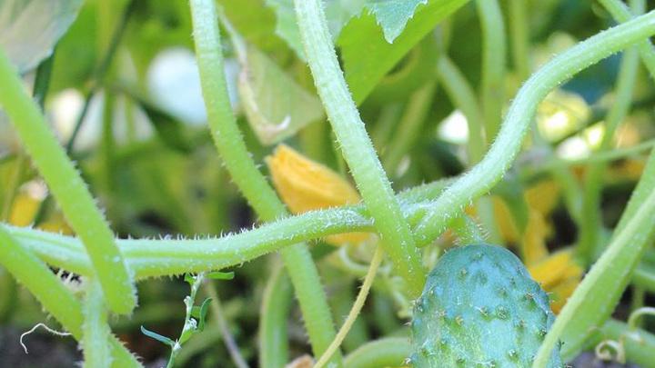 黄瓜、丝瓜、苦瓜种植技巧，掌握关键方法，实现高产优质
