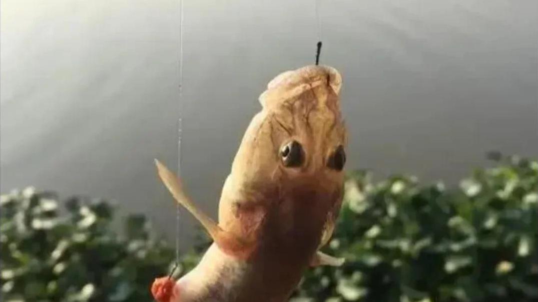 四大家鱼根本不算啥，看看80年代农村16种河鲜