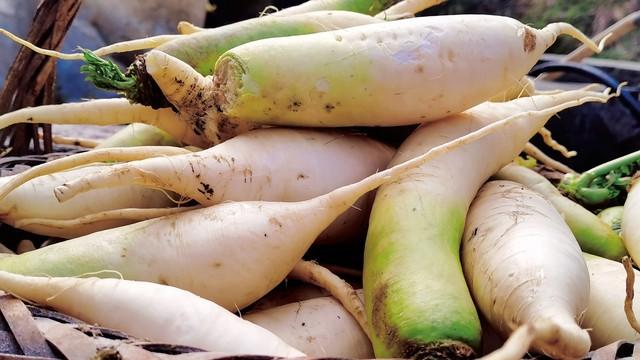 冬日腌萝卜秘籍：一根入味，腿脚生风，买十斤腌好，随吃随取！