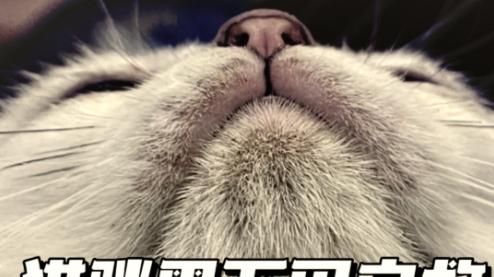 猫咪的 “黑下巴” 是青春痘还是皮肤病？