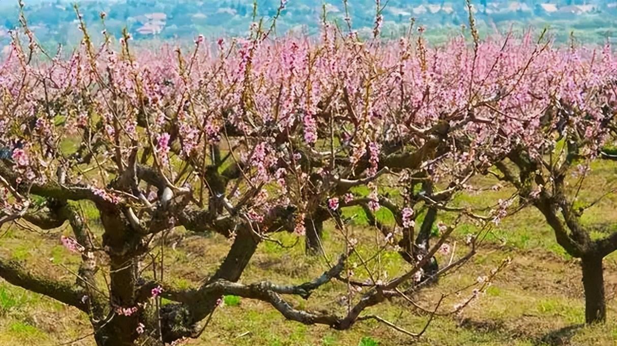 桃树黑斑治不好？老果农分享3个实用土方法