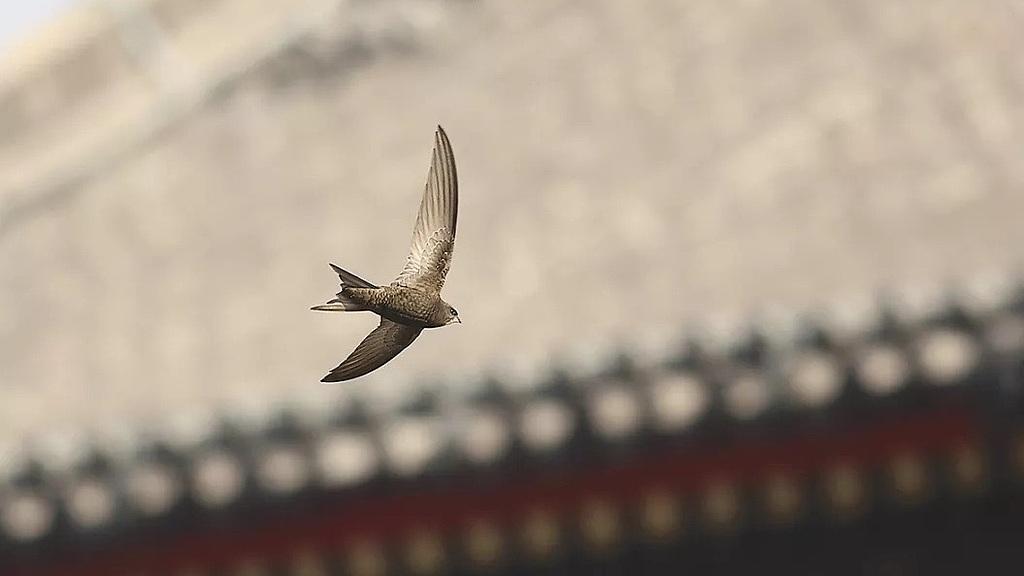 雨燕：空中不停歇的极限飞行者