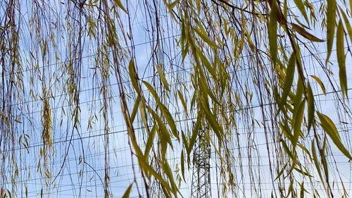 柳树绿枝扦插革新，毛乌素沙地，沙障保湿，生根率98%