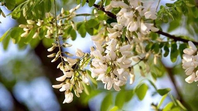 槐花腐叶土堆制技术优化，智能水表监测农田灌溉，冷链包装保障果蔬运输品质