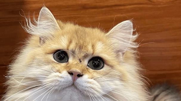 宠物空气净化器哪个好用？2025年3款适合养宠家庭好物分享