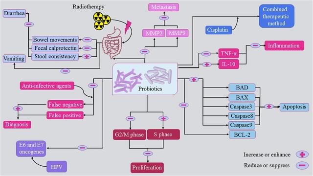 定制你的抗癌“微生态盾牌”！益生菌不仅能改善肠道健康，还能辅助抗癌、减轻化疗副作用！