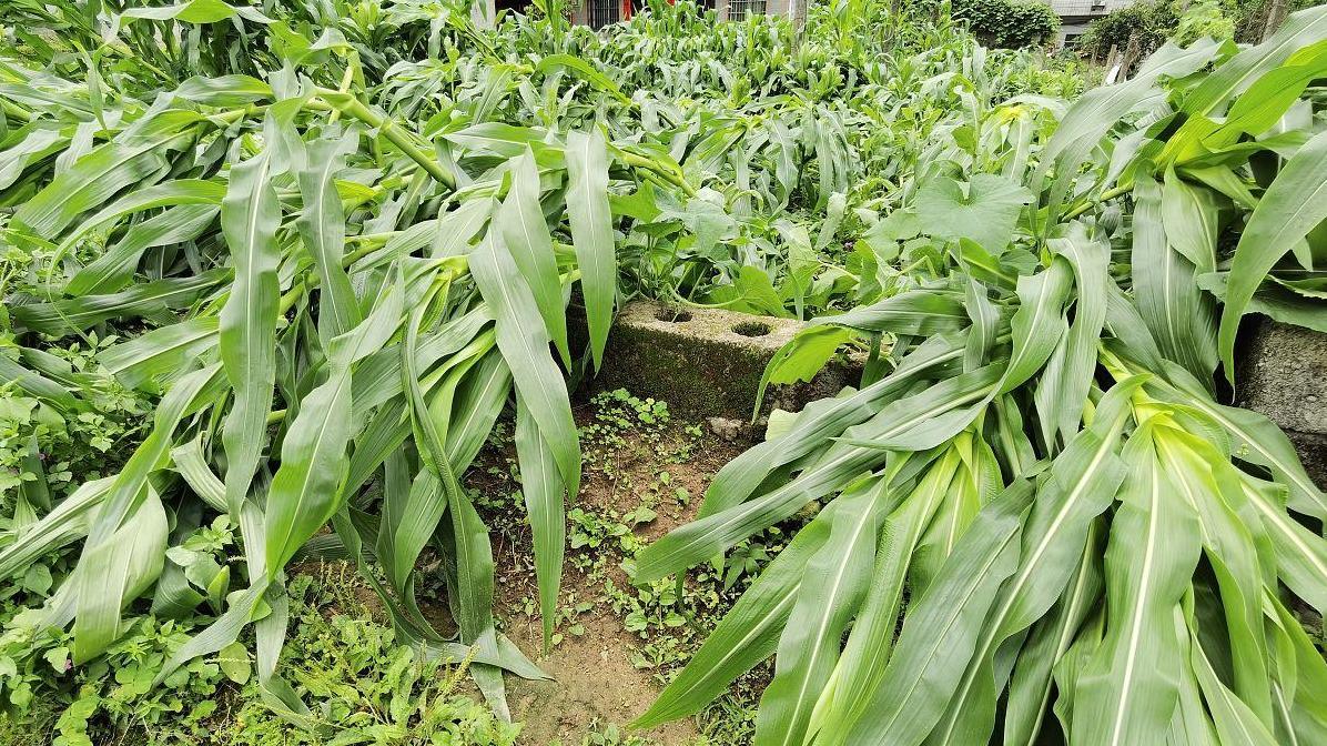 如何从播种预防麦茬玉米倒伏现象？