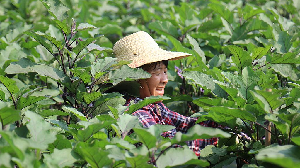揭开生根剂类产品的神秘面纱：常见配方解析